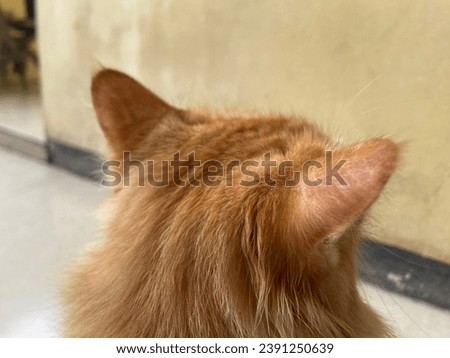 cute orange cat ears visible from behind
