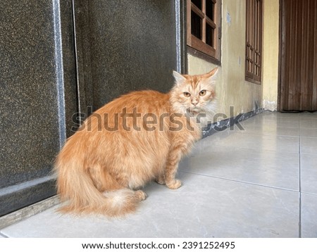 Cute long-haired orange cat with full body photo playing outdoors