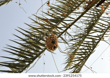 Weaver bird (Ploceus galbula) nest In Jeddah, Saudi Arabia. wildlife urban, Bird watching, Birds, Animals Royalty-Free Stock Photo #2391254175