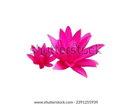 In the picture are two pink lotus flowers arranged side by side. The petals are long, oval pink petals arranged in several circles. In the center are a row of yellow flowers.