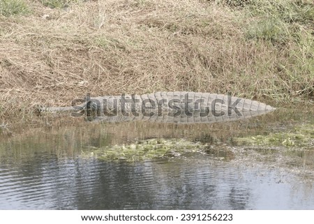 The gharial, also known as gavial or fish-eating crocodile, is a crocodilian in the family Gavialidae and among the longest of all living crocodilians. Royalty-Free Stock Photo #2391256223