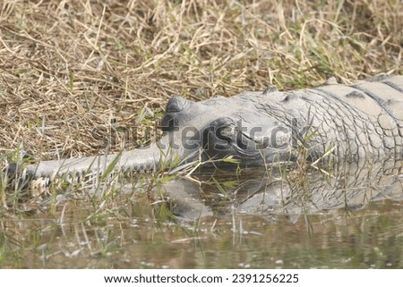 The gharial, also known as gavial or fish-eating crocodile, is a crocodilian in the family Gavialidae and among the longest of all living crocodilians. Royalty-Free Stock Photo #2391256225