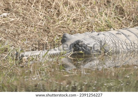 The gharial, also known as gavial or fish-eating crocodile, is a crocodilian in the family Gavialidae and among the longest of all living crocodilians. Royalty-Free Stock Photo #2391256227