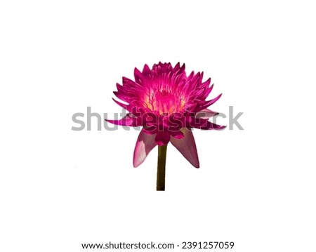In the picture is a blooming dark pink lotus with many layers of dark pink lotus petals. The lotus petals are dark pink and long and oval with a dark green lotus stem.