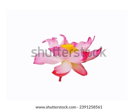 The picture shows a lotus of two colors, pink and white, mixed together. The lotus petals are white, the tips of the petals are pink, and the center has a number of yellow stamens.