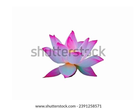 The picture shows a lotus of two colors, pink and white, mixed together. The lotus petals are white, the tips of the petals are pink, and the center has a number of yellow stamens.