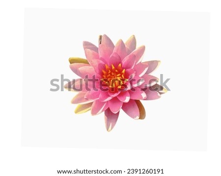 In the picture is a pink lotus with long, oval pink petals arranged side by side with green sepals at the bottom.