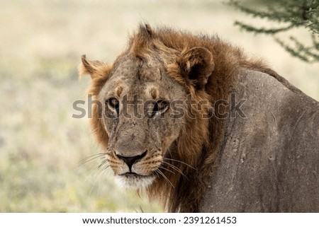 Lions in African National parks (Botswana, Zambia, Namibia, Zimbabwe, South Africa)