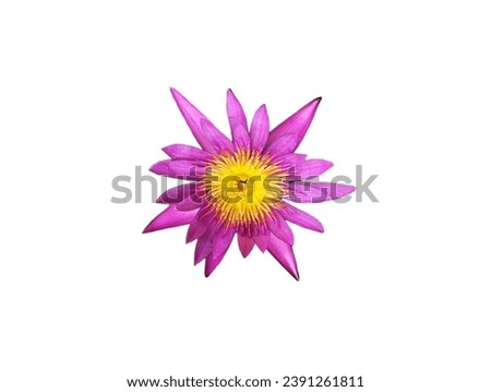 The white background in the picture is a purple lotus with long, oval petals overlapped in two layers. The small petals are in the innermost layer, and in the middle there are yellow stamens