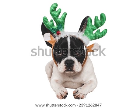 Lovable puppy and Christmas reindeer antlers. Close-up, indoors. Day light, studio shot. Congratulations for family, relatives, loved ones, friends and colleagues. Pets care concept
