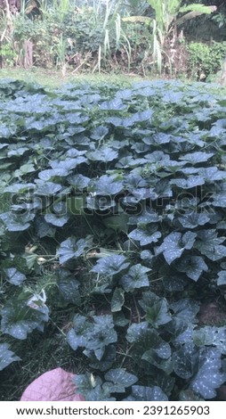 View of green pumpkin leaves