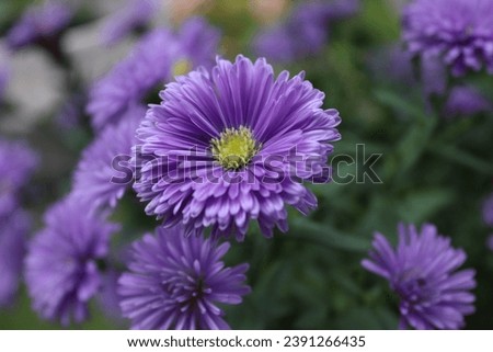 An European Michaelmas-daisy or aster in a garden Royalty-Free Stock Photo #2391266435