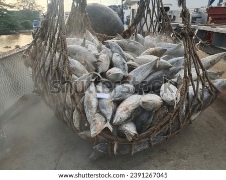 Transshipment large frozen Yellowfin and Skipjack tuna in a big net, During loading and unloading from ship to factory. Located in the harbor area and the concept of import, export and transport cargo Royalty-Free Stock Photo #2391267045