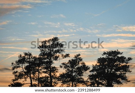 The Croatan National Forest on the Atlantic coast of North Carolina