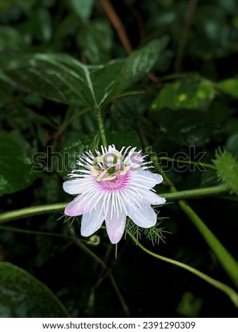 Stinking passionflower. It's an amazing pic of passion flower