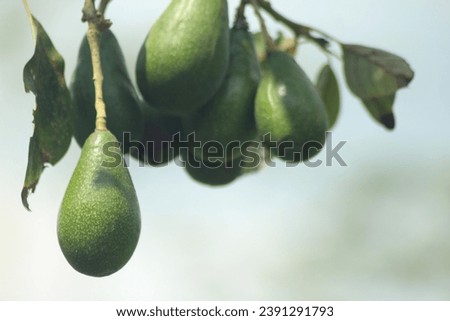 young avocado hanging on the tree