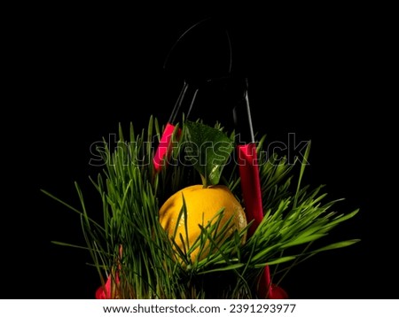 Creative still life with lemon in green grass on a black background
