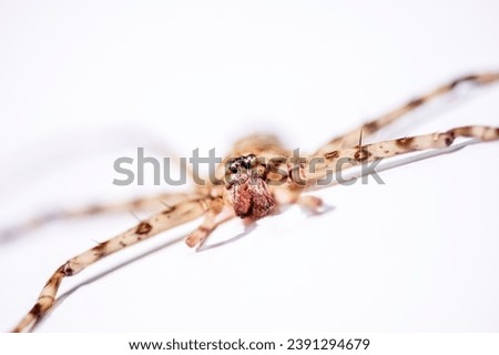 Extreme close-up of spider on isolated white background  