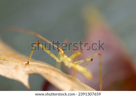 Back look of Larva of the assassin bug (Higenaga sashigame) about 1cm long (Outdoor field, closeup macro photography)