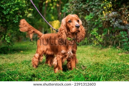 English cocker spaniel puppy stands in the park. The red-haired dog is warily looking away. The dog has a collar and a leash. Dog walking and training. Hunter. The photo is blurred. High quality photo
