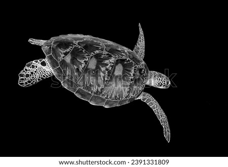 Black  white photograph looking down on a Green turtle (Chelonia mydas) swimming in the ocean. The beautiful turtle shell is very prominent. 