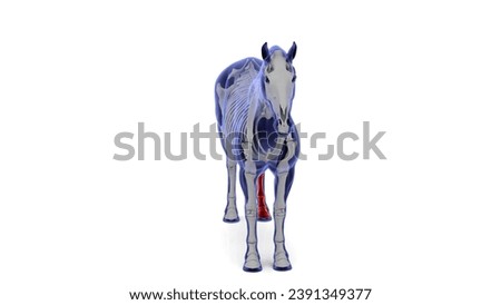 horse back left leg bone skeleton anatomy 3d illustration