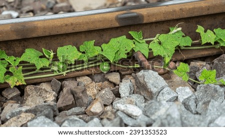 Picture of Thai railway tracks The train tracks are exposed to the sun, rain, and cold wind until the tracks rust. There are also vines with bright green leaves scattered along the tracks. It rested o