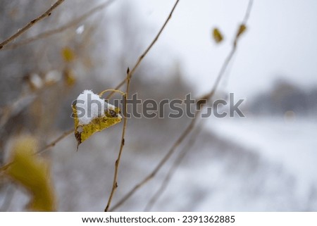 The first snow on the leaf of a birch. The first snow. snow-covered branches of bushes in the winter forest close up.
