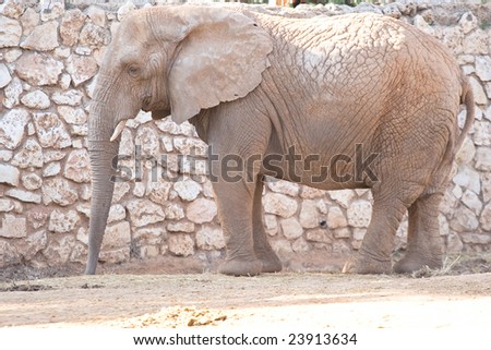 African elephant who living in a zoo