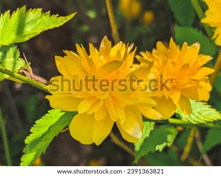 details of a yellow flowering plant, Kerria japonica pleniflora, double flower