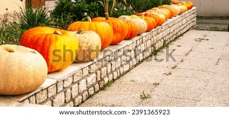 Big orange pumpkins lines up during the Halloween holiday.