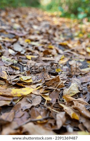 Autumn path in the forest , dry leaves on the road 