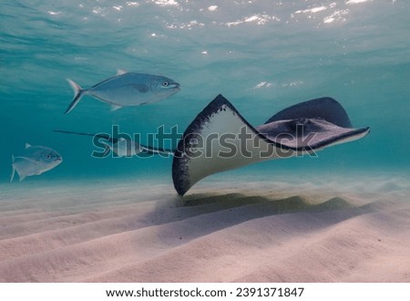 Eye level with a Southern Stingray (Hypanus americanus), shadow visible on the sandy seafloor and surface waves visible above. Bar jack fish just to the rear. Royalty-Free Stock Photo #2391371847