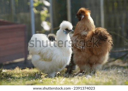 A White silky hen chicken  Royalty-Free Stock Photo #2391374023