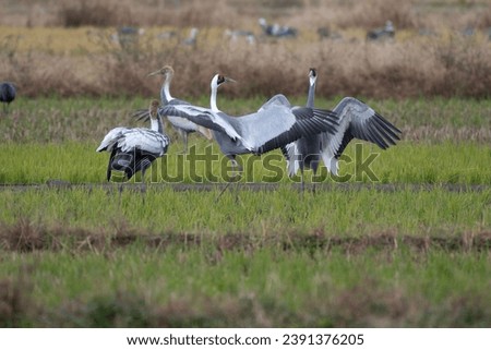 Pair of White-naped Cranes dancing Royalty-Free Stock Photo #2391376205