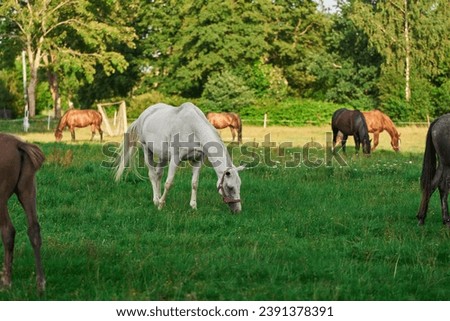 Thoroughbred horses walking in a field. Horses on the farm. Agritourism and hippotherapy. Royalty-Free Stock Photo #2391378391