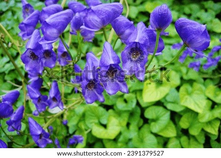 Flowers.  Background.  Nature.  Fresh flowers, bells, purple and green.  Postcard.  Vinyl wallpapers.  Photo printing.
