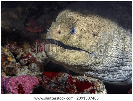 Eye level with a Giant Moray Eel (Gymnothorax javanicus) poking out from the coral wall. It's mouth is open, the teeth are clearly visible and there is an attendant sea louse (Caligus elongates), 