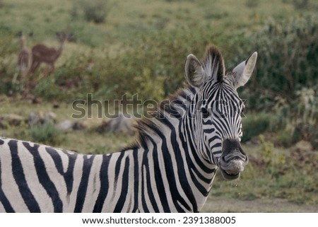 Zebras in Botswana on a sunny day in savanna 