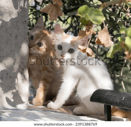 Baby Kittens In Paxos Greek Islands.