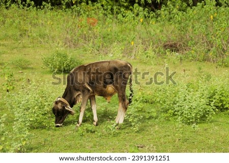 Baby cow eating grass in the field