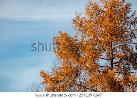 autumn tree against the sky