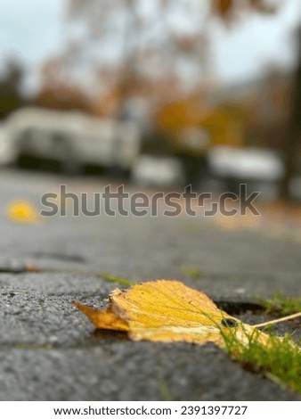 leaf picture close up wallpaper autumn rainy