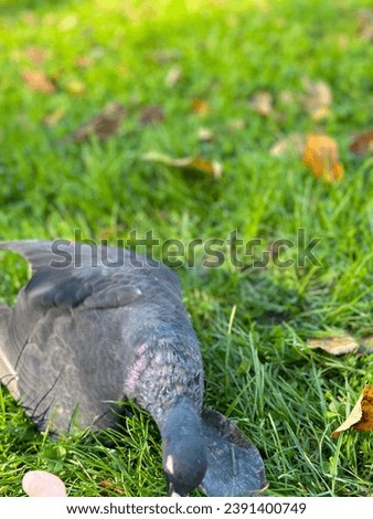 bird pigeon on grass wallpaper closeup picture