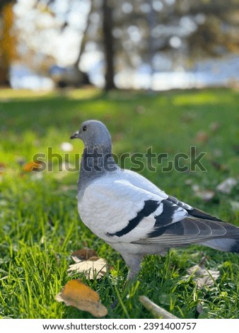 bird pigeon on grass wallpaper closeup picture