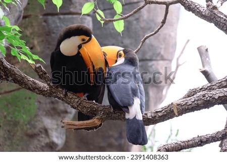 Pair of beautiful and colorful toucan birds (Ramphastidae) on a branch of a tropical rainforest tree. A toucan bird and leaves of tropical plants on blurred background. Copy space. Real image.