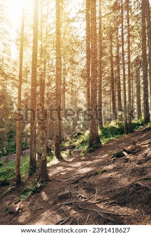 Photo of a coniferous forest and intertwined tree roots. Soft rays of the morning sun break through the branches of trees in the forest. A path leading deep into the forest. Autumn landscape.
