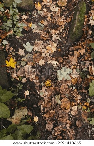 Photo of yellow-green leaves falling on the wet ground. Rocky ground, covered with a variety of dry leaves. Autumn forest after rain. Traveling to quiet places. Can be used as banner background Royalty-Free Stock Photo #2391418665