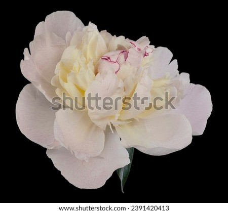 Peonies flowers isolated on black background. Detail for design. Design elements. Macro. Background for business cards, postcards and posters.