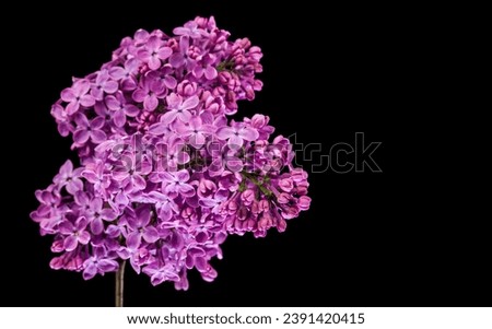Lilac flowers isolated on black background. Detail for design. Design elements. Macro. Background for business cards, postcards and posters. Royalty-Free Stock Photo #2391420415